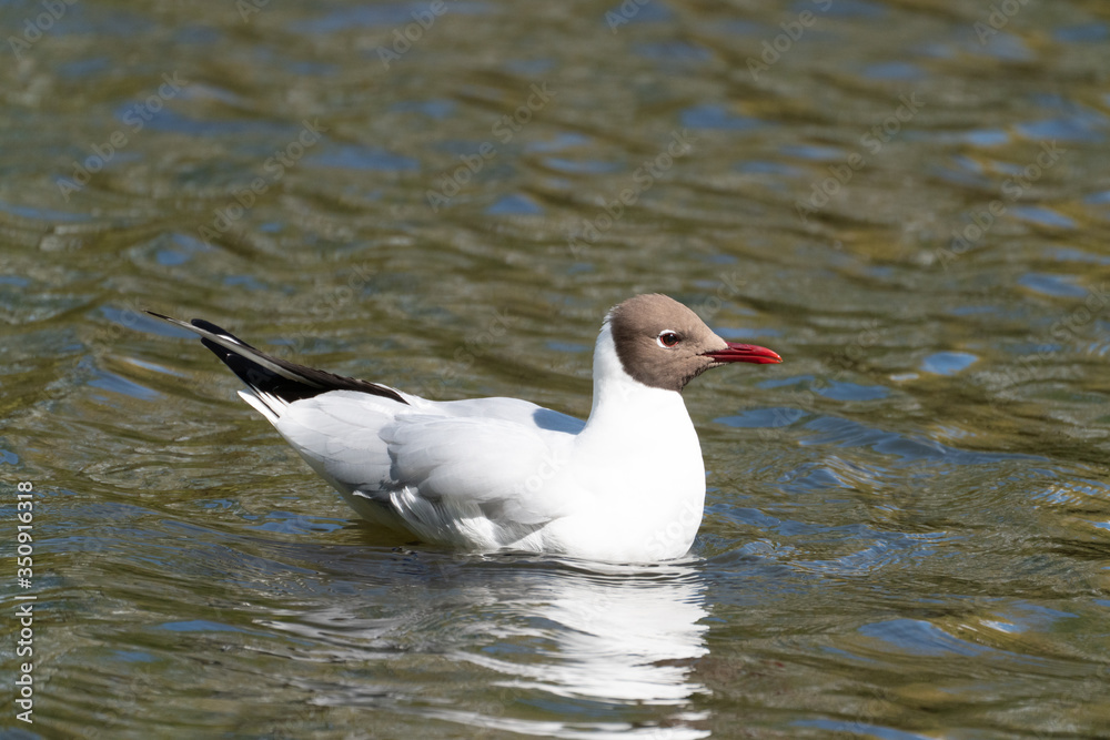 Black-headed gull. Black-headed gull.