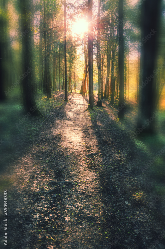 Obraz premium path in the forest