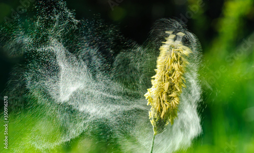 Konstfotografi Pollenflug Gräser, Eine Wolke aus Gräserpollen fliegt von Gras ab, Alopecurus pr
