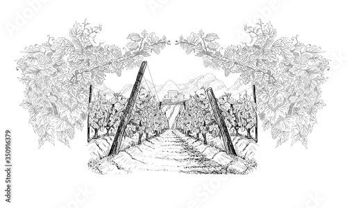 Vineyard with farm on horizon inside of decorative arc from grapes and vines. Landscape hand drawn in sketch style. Vector illustration on white