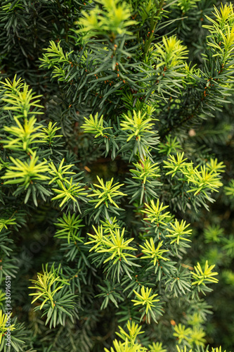 bright  green  natural background of young  spring shoots of a yew Bush  in the rays of the daytime sun. selective focus.