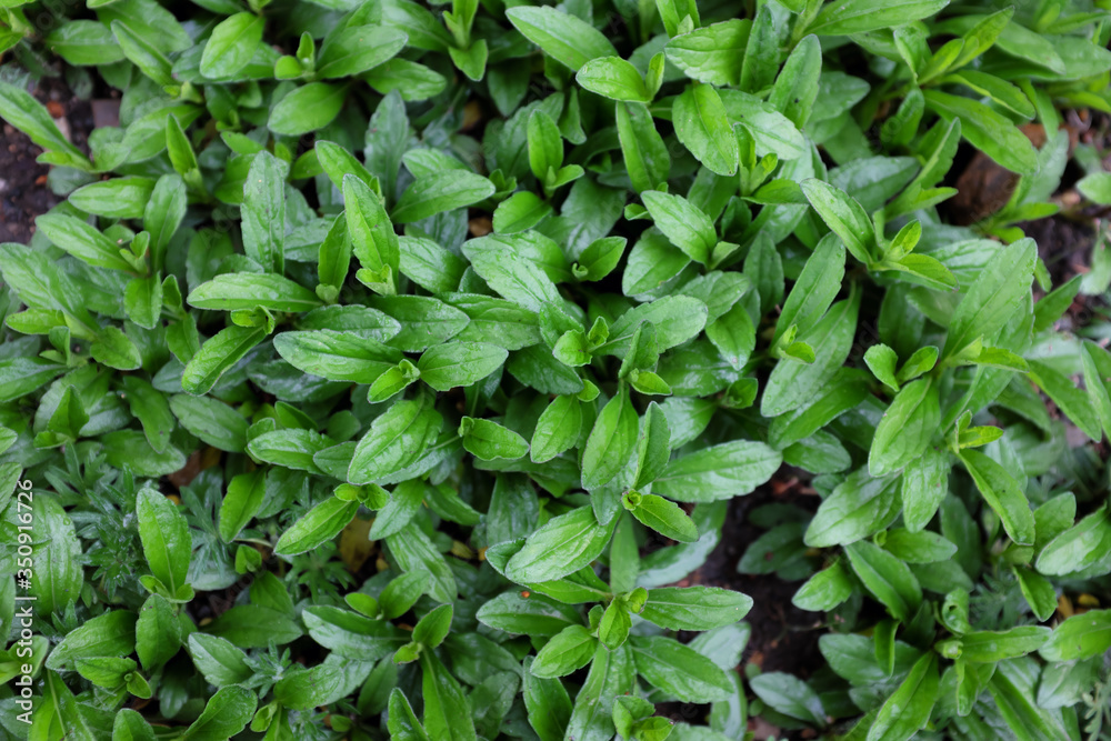 Aster ageratoides (Starshine), outdoor plants 2020 Aster ageratoides (Starshine), outdoor plants 2020