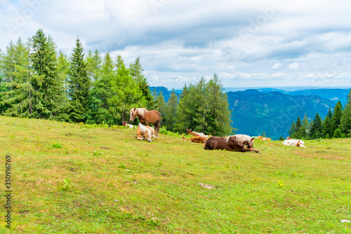 Horses and cows on a meadow on Zwolferhorn mountain near St. Gilgen in Salzkammergut region, Austria