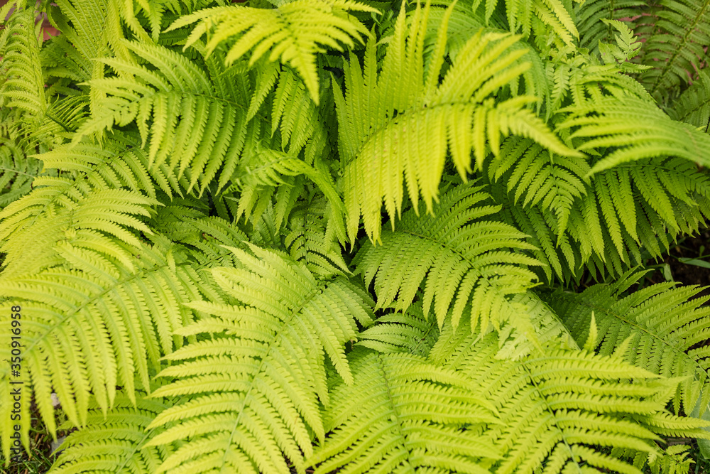 Beautiful pattern of green fern leaves, in natural sunlight. the natural background. selective focus.