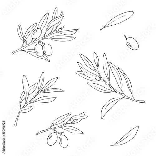 Olive branches set. The elements are isolated on white background. Vector hand drawn illustration.