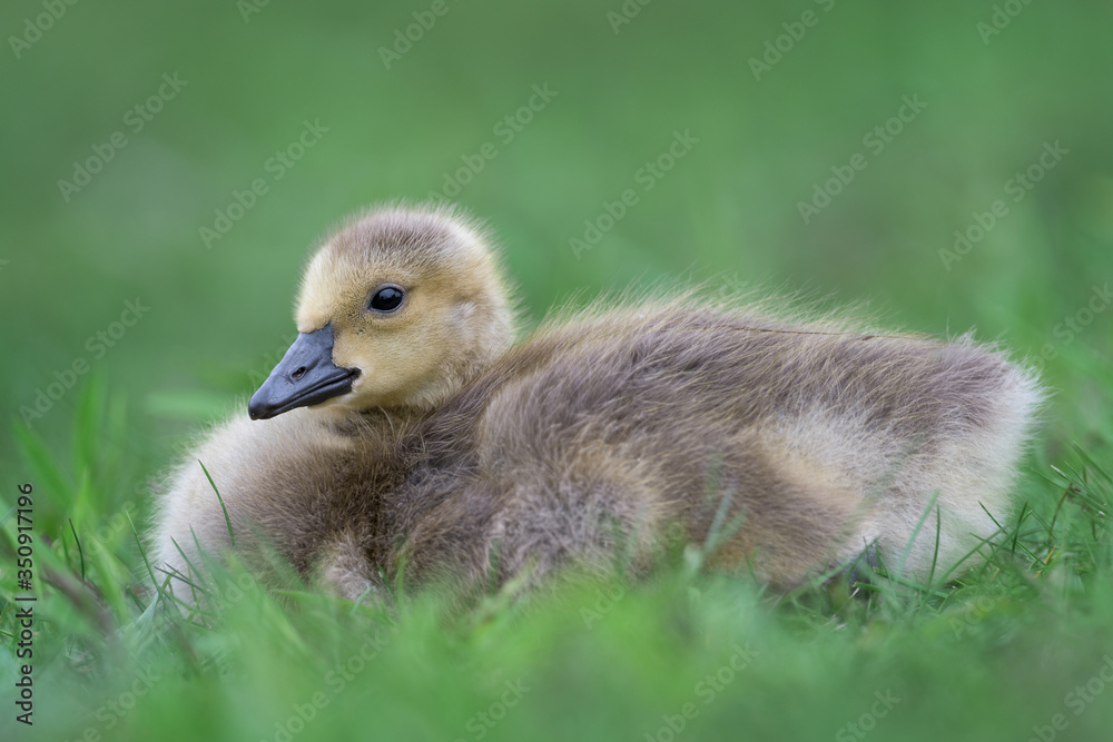 Newborn baby Canada goose gosling full body portrait sitting on green grass Newborn baby Canada goose gosling full body portrait sitting on green grass