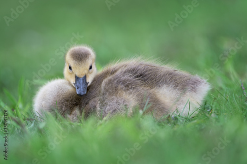 Newborn baby Canada goose gosling full body portrait sitting on green grass © gnagel