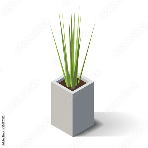 Vector isometric potted indoor  office and house plant. 3d flower pot.