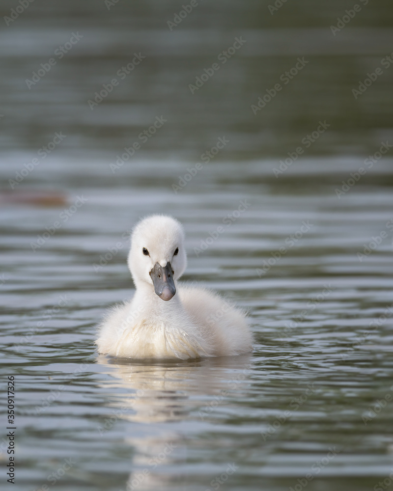 Newborn baby cygnet swan on open water at Lake Katherine in Palos Heights, Illinois Newborn baby cygnet swan on open water at Lake Katherine in Palos Heights, Illinois