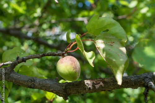 green unripe apricot hanging on a tree branch in the garden. waiting for the harvest. Organic food with vitamins.