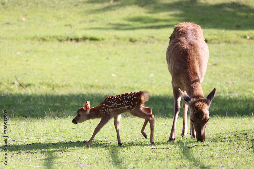 Obraz premium Cute fawn and doe