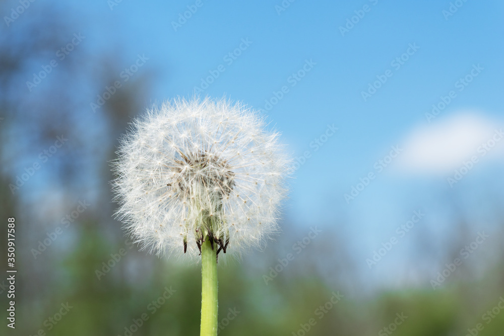  big white round dandelion on blue sky and forest background, soft and delicate flower, fragility of nature