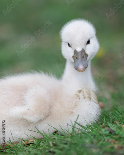 Фотография Newborn baby cygnet swan full body portrait on green grass