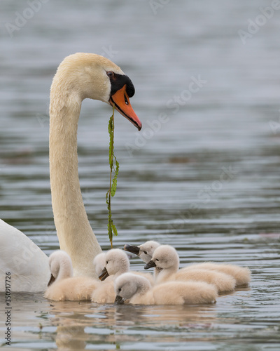 Fototapeta Naklejka Na Ścianę i Meble -  Newborn baby cygnets with mother mute swan (pen) on Lake Katherine in Palos Heights, Illinois