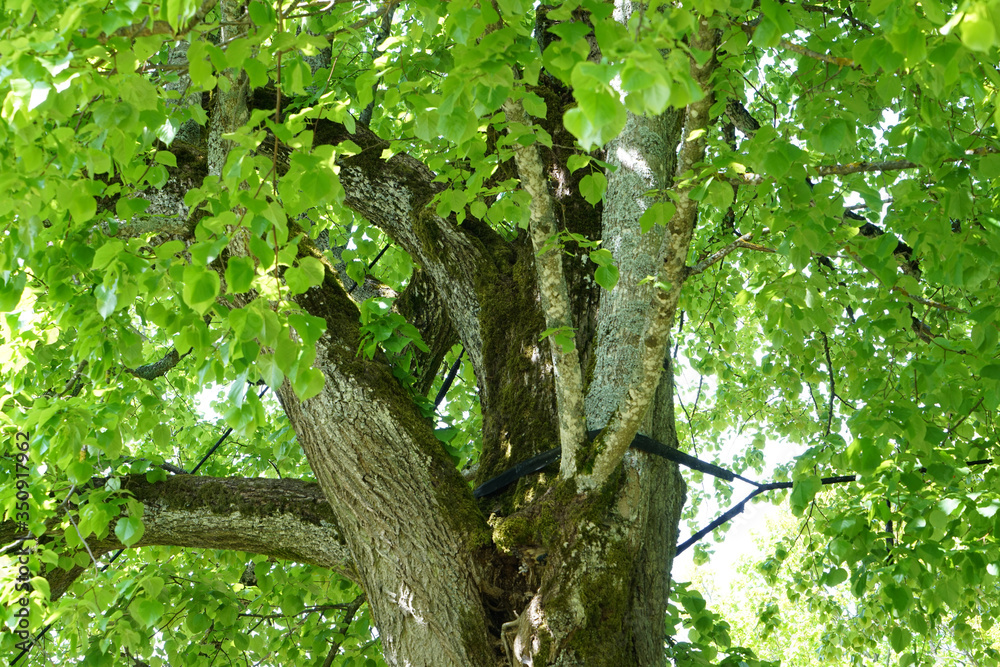 Very old hollowed out tree that still hasn't died photographed in spring Very old hollowed out tree that still hasn't died photographed in spring