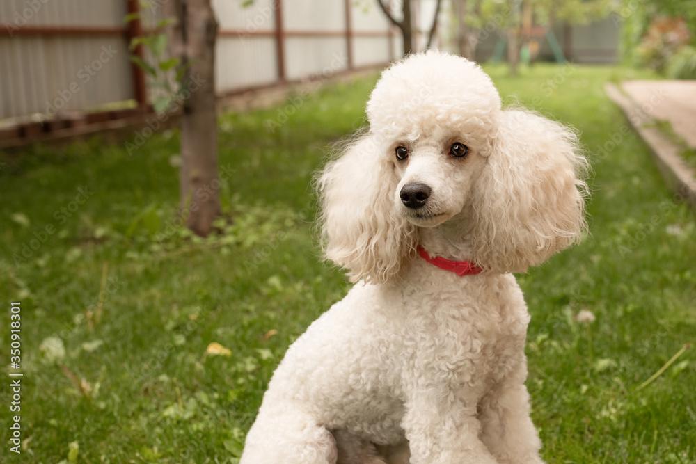 A cute dog, a young white poodle, poses on the green grass of the lawn on the territory of the house.