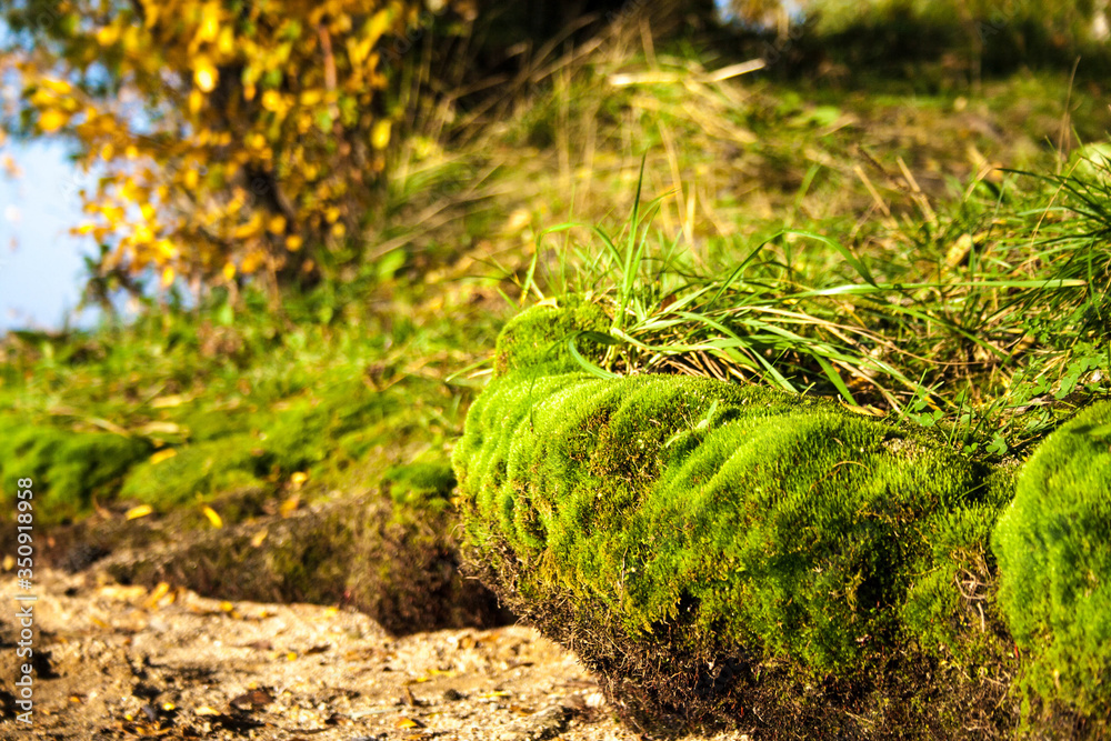 moss on the ground