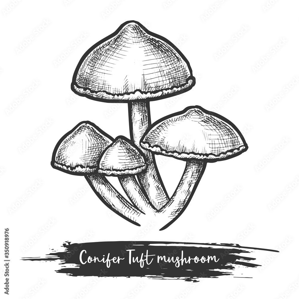 Fungus sketch or illustration design of mushroom Fungus sketch or illustration design of mushroom