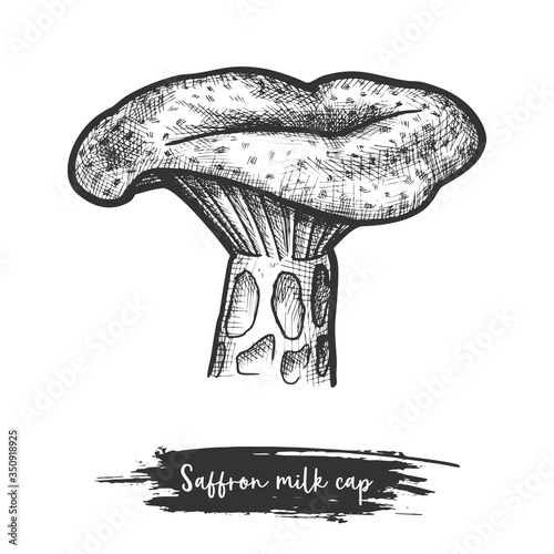 Saffron milk cap or red pine mushroom sketch
