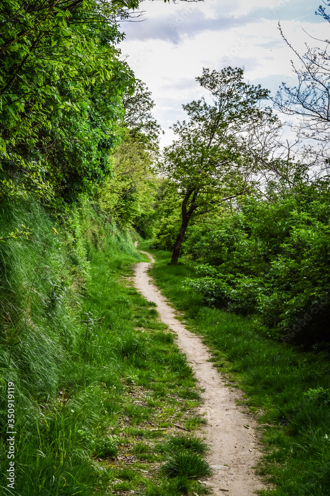 Footpath in the forest of lush trees on the Euganean Hills, near Este, Padova, Italy.