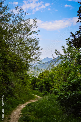 Footpath in the forest of lush trees on the Euganean Hills, near Este, Padova, Italy.
