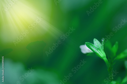 Closeup nature view of green leaf in garden at summer under sunlight. Natural green plants landscape using as a background or wallpaper.