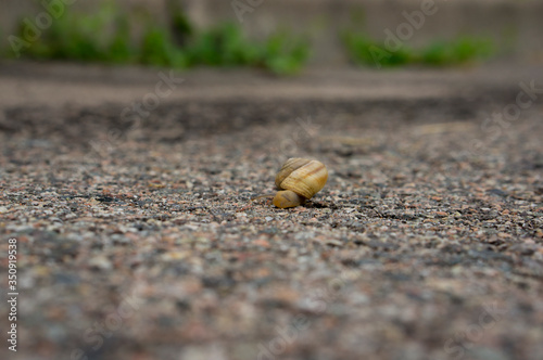 A snail crawls on an asphalt road. A snail creeps along the road.