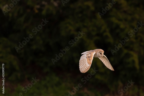 Barn Owl in flight