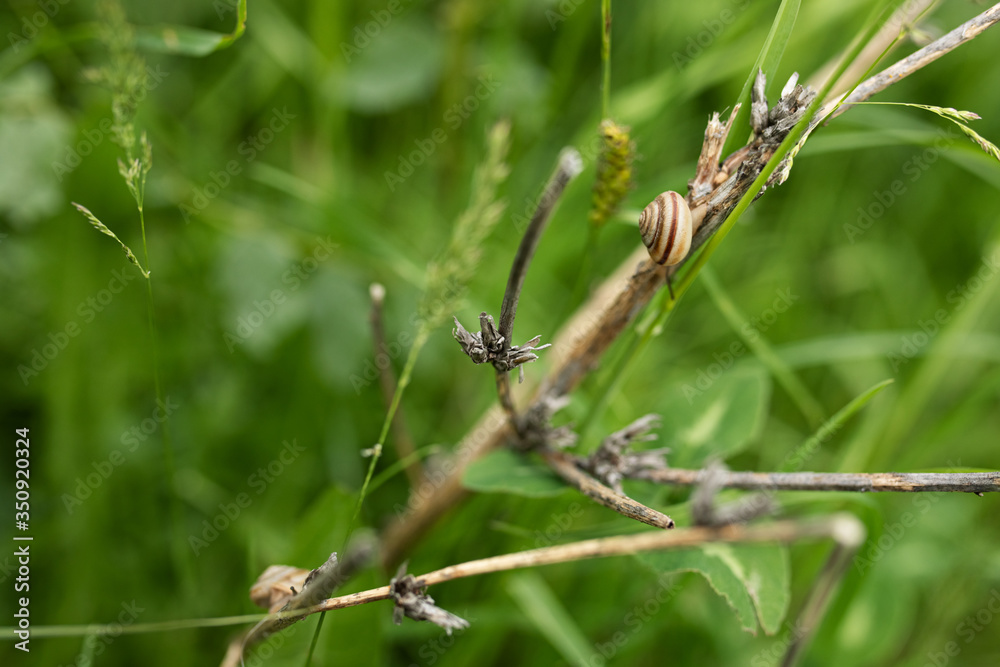 a small snail on a dry branch of a plant in the Park, on a green background of grass. selective focus. a small snail on a dry branch of a plant in the Park, on a green background of grass. selective focus.