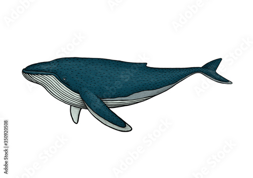 Whale illustration