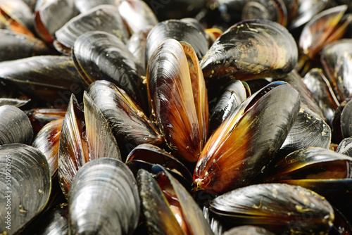 mussel background photo