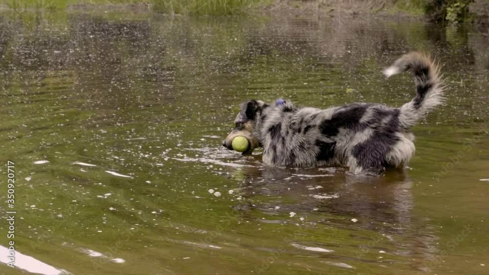 slow motion of a rare breed blue merle border collie puppy playing with a tennis ball in the shallow waters slow motion of a rare breed blue merle border collie puppy playing with a tennis ball in the shallow waters