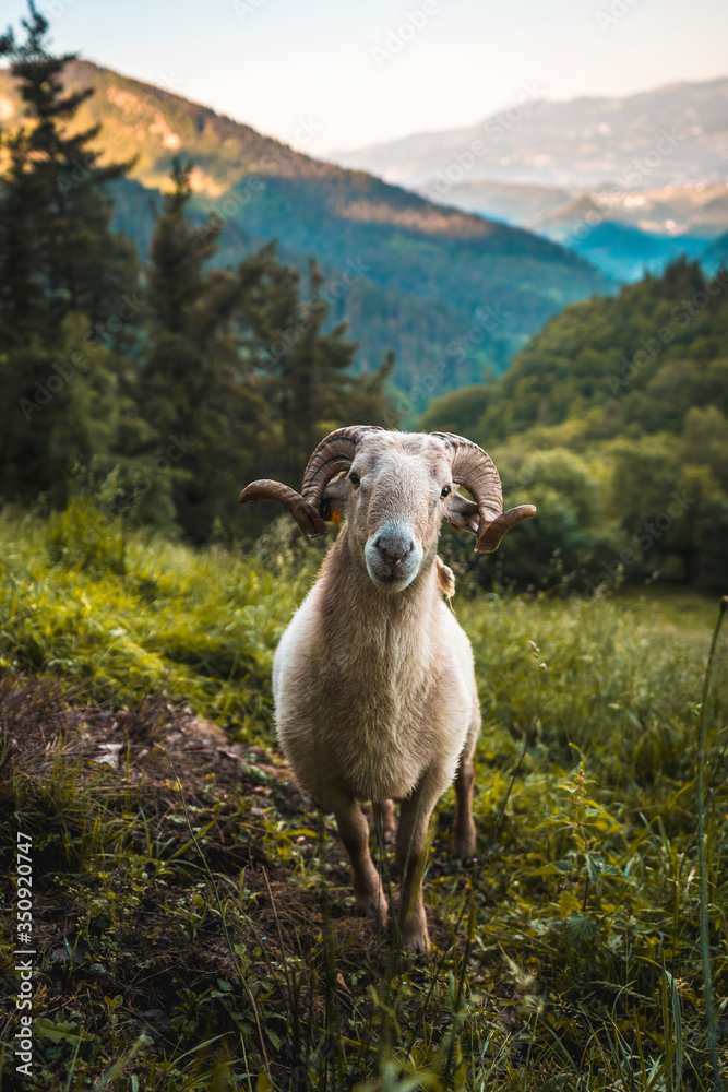 Naklejka premium Gaze of a horned goat on the climb to Monte Adarra in Urnieta, near San Sebastian. Gipuzkoa, Basque Country. Vertical photo