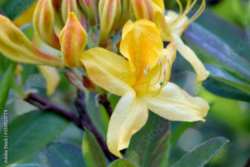 Yellow Azalea Blossom 04
