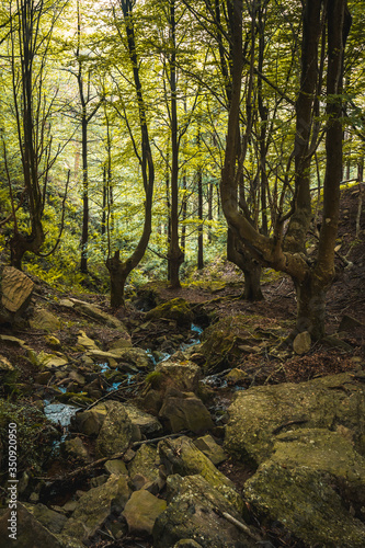 Path up the beech forest to Monte Adarra in Urnieta, near San Sebastian. Gipuzkoa, Basque Country. Vertical photo