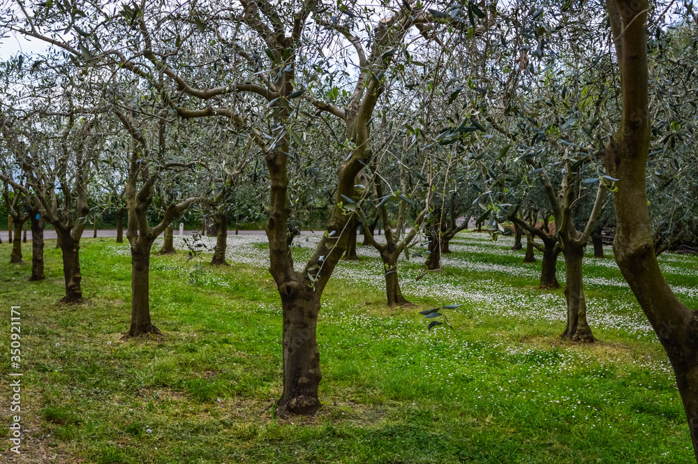 Olive grove at spring in the the Euganean Hills, near Este, Padova, Italy. Olive grove at spring in the the Euganean Hills, near Este, Padova, Italy.