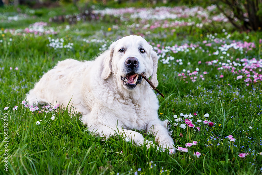 Dog Golden Retriever with stick mouth lying in flowering spring meadow. Relaxation after the active day. Happy child of nature. Spring season background. Dog Golden Retriever with stick mouth lying in flowering spring meadow. Relaxation after the active day. Happy child of nature. Spring season background.