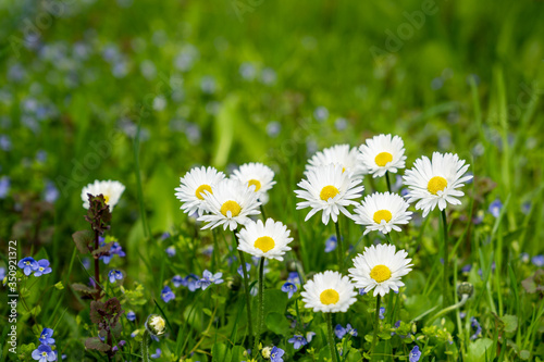 White daisies flowering in green spring meadow. Natural background.