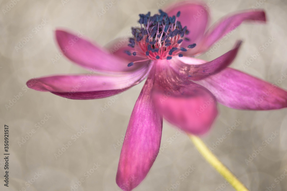 Fototapeta premium close up of anemone flower 