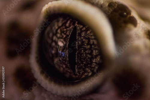 Eye of a Gecko / Gecko / ublepharis macularius photo