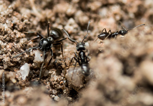 Black ants at work © Michael