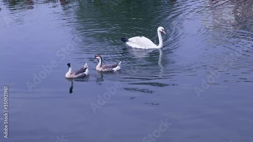 Two wild geese and a white swan are swimming in the water of a pond, close-up.