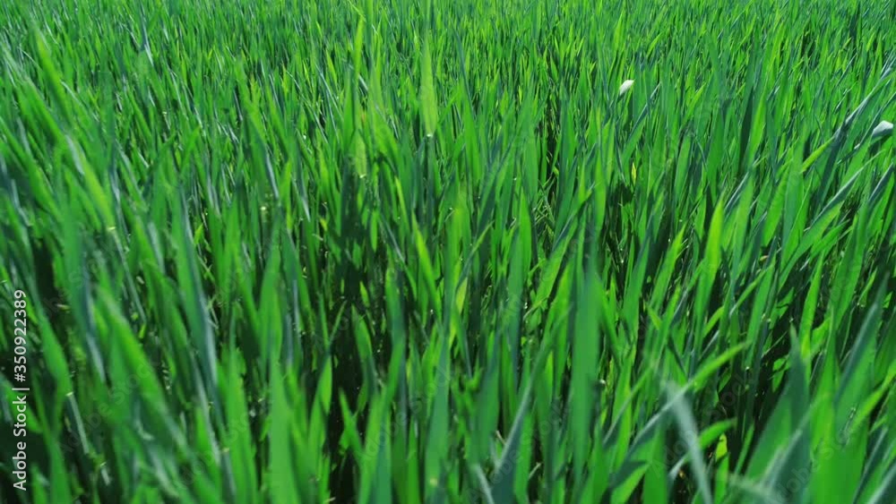 Shooting From A Drone Ears Of Young Wheat Planted In A Field Shooting From A Drone Ears Of Young Wheat Planted In A Field