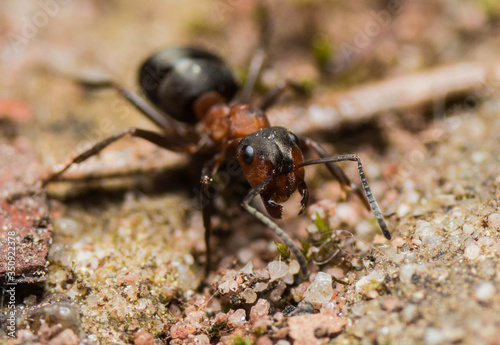 Ant in the Forest / Forestant © Michael