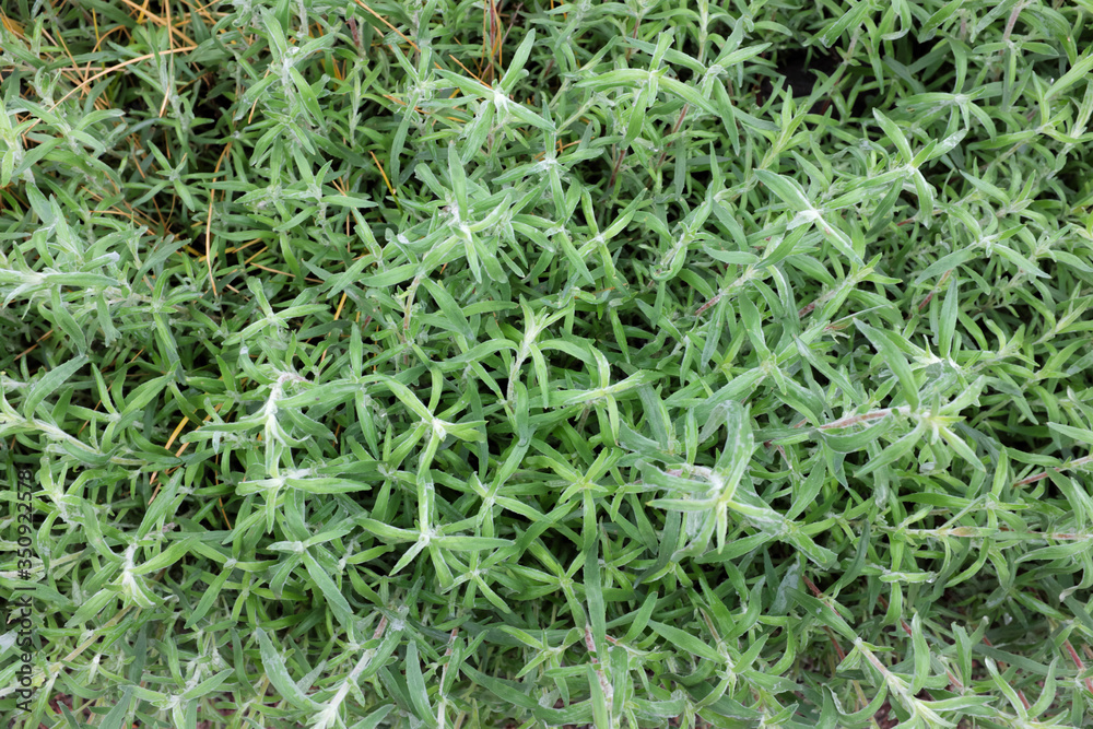 Crocus chrysanthus (Cream Beauty), outdoor plants 2020 Crocus chrysanthus (Cream Beauty), outdoor plants 2020