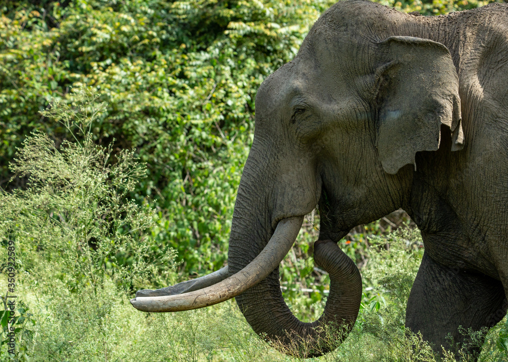 Obraz premium elephant - wild