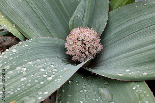 Allium karataviense (Allium), outdoor plants 2020