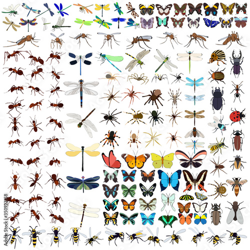 set of insects, butterflies, ant, spiders, dragonflies