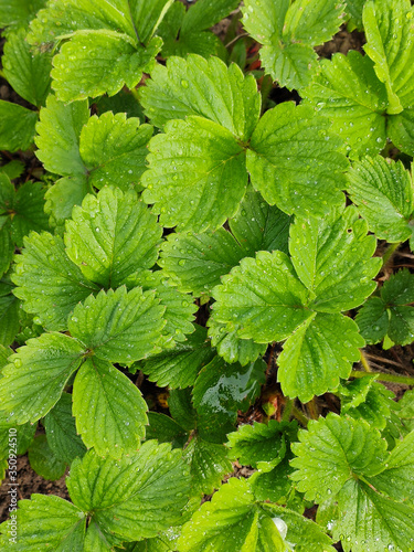 Organic strawberries with drops of dew on green leaves growing on the field, selective focus. Strawberry bush in the plantation with water drops on the foliage. strawberry leaves with water drops