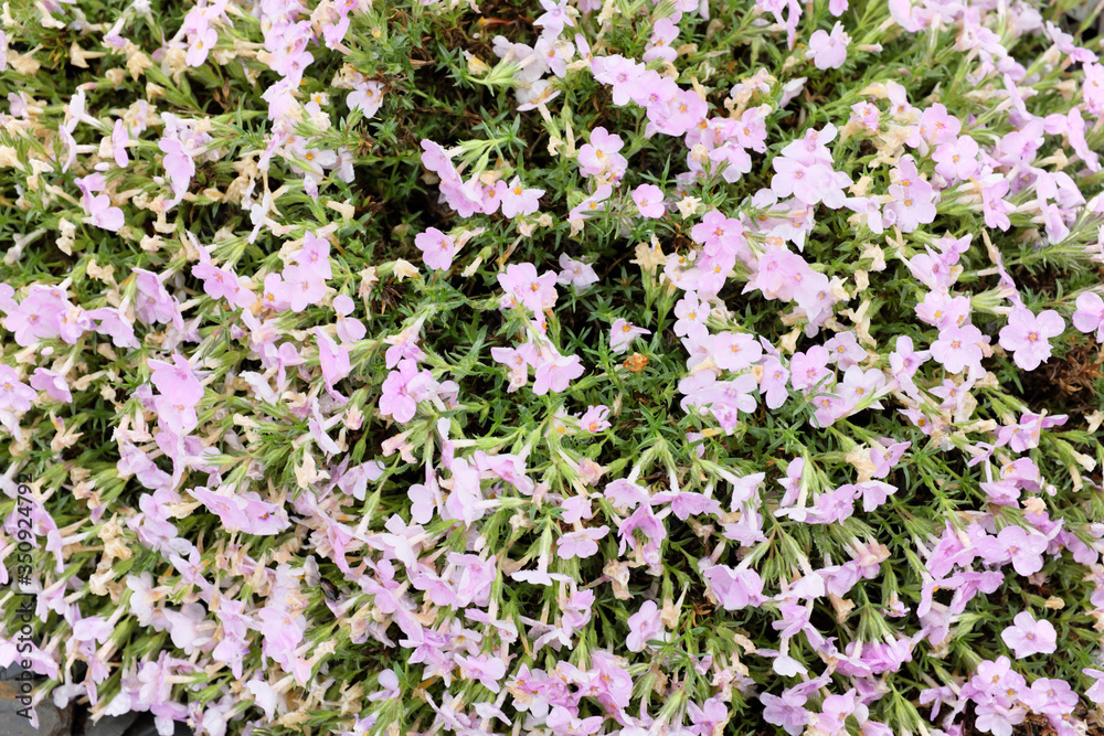 Obraz premium Phlox hybr. (Polemoniaceae), outdoor plants 2020